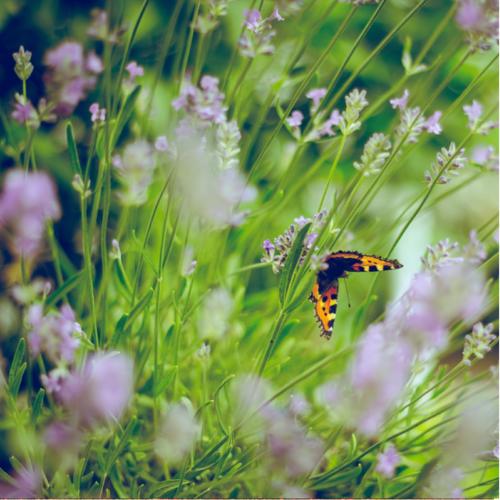 proteggere la natura