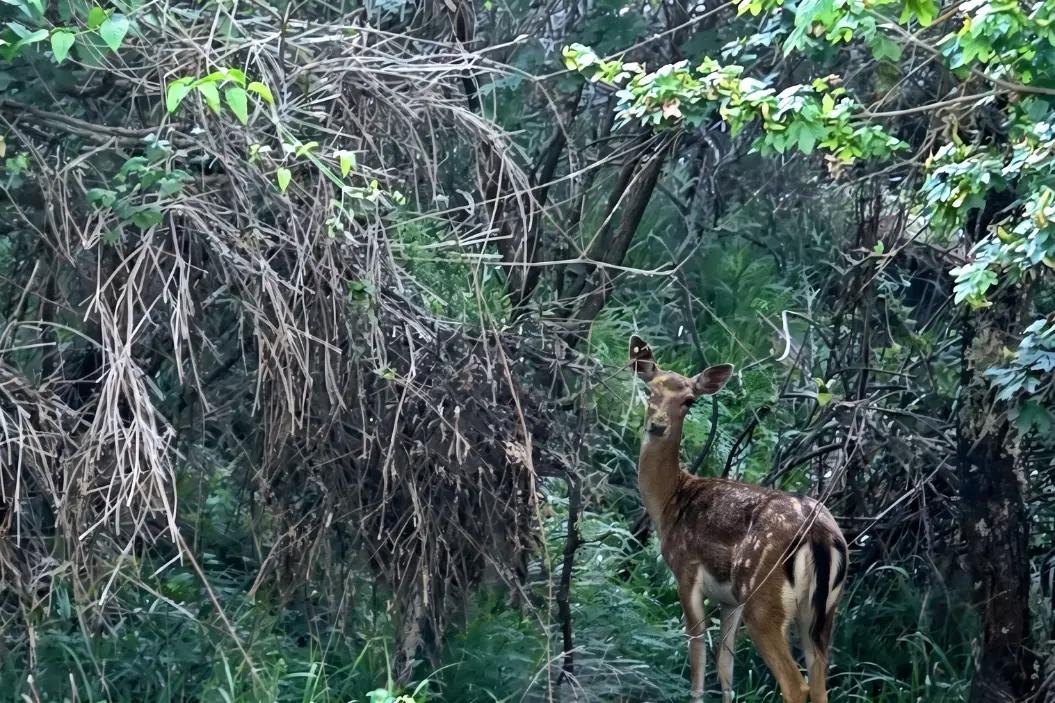 deer in the woods near the tiny house in Tuscany